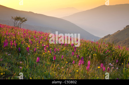 Italien, Umbrien, Forca Canapine. Rosa Orchideen wachsen auf den Forca Canapine, Nationalpark Monti Sibillini, gebadet im Dämmerlicht. Stockfoto