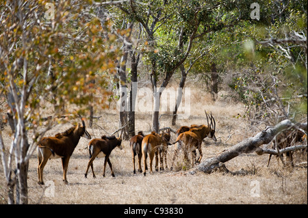 Malawi, Majete Wildlife Reserve.  Herde von weibliche Rappenantilope mit jungen. Stockfoto