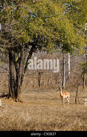 Malawi, Majete Wildlife Reserve.  Männlichen Impala in den Wäldern von brachystegia Stockfoto