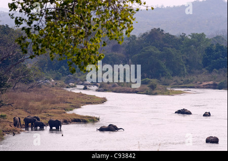 Malawi, Majete Wildlife Reserve.  Eine Herde Elefanten den Shire-Fluss überqueren. Stockfoto