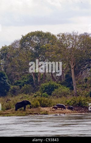 Malawi, Majete Wildlife Reserve. Eine junge Elefantenbulle und eine Familie von Nilpferd füttern auf einer Insel im Fluss Shire. Stockfoto