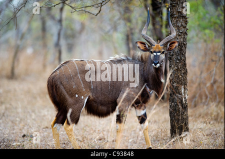 Malawi, Majete Wildlife Reserve.  Männliche Nyala, eine Spirale-gehörnte Antilope in den Wäldern von Brachystegia. Stockfoto