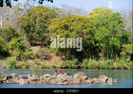 Malawi, Majete Wildlife Reserve. Eine Familie von Nilpferd entspannen in der Sonne auf einer Insel im Fluss Shire. Stockfoto