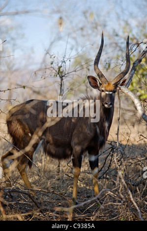 Malawi, Majete Wildlife Reserve.  Männliche Nyala, eine Spirale-gehörnte Antilope in den Wäldern von Brachystegia. Stockfoto