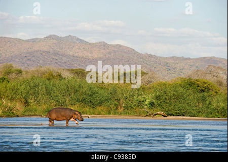 Malawi, Majete Wildlife Reserve. Ein Nilpferd kreuzt eine schmale Sandbank in der Shire-Fluss. Stockfoto