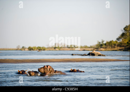 Malawi, Majete Wildlife Reserve. Eine Herde von Nilpferd in der Shire-Fluss. Stockfoto