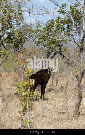 Malawi, Majete Wildlife Reserve.  Männliche Rappenantilope in den Wäldern von Brachystegia. Stockfoto