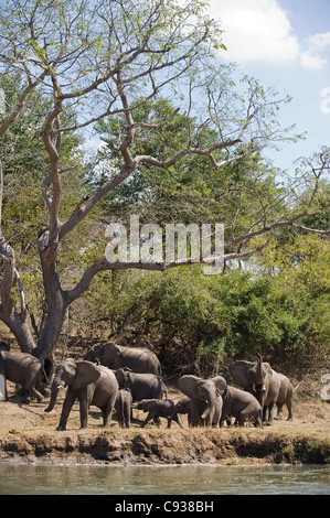 Malawi, Majete Wildlife Reserve.  Eine Herde Elefanten kommen nach unten an den Rand des Flusses Shire zu trinken Stockfoto