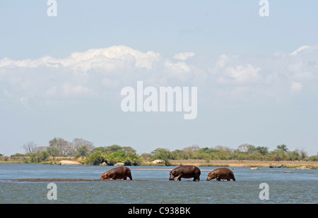 Malawi, Majete Wildlife Reserve. Eine Herde von Nilpferd in der Shire-Fluss. Stockfoto