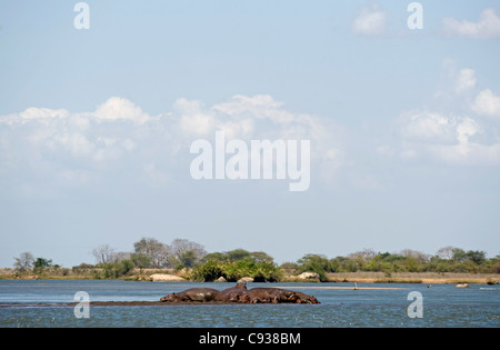 Malawi, Majete Wildlife Reserve. Eine Herde von Nilpferd in der Shire-Fluss. Stockfoto