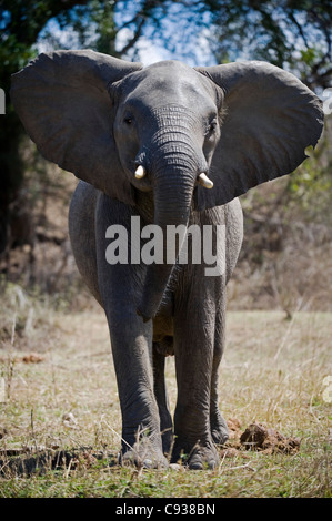 Malawi, Majete Wildlife Reserve.  Ein junger Elefant übt seine Dominanz durch Stand groß und seine Ohren zu verbreiten. Stockfoto