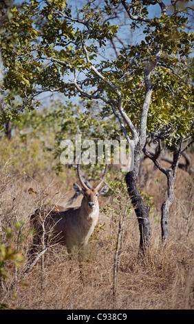 Malawi, Majete Wildlife Reserve.  Männliche Wasserbock im Brachystegia Wald. Stockfoto