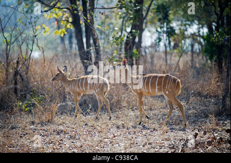 Malawi, Majete Wildlife Reserve.  Weiblicher Nyala-Antilopen in den Wäldern von Brachystegia. Stockfoto