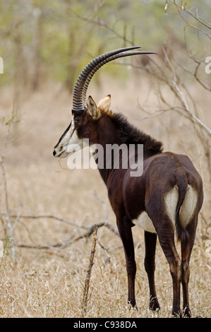 Malawi, Majete Wildlife Reserve.  Männliche Rappenantilope in den Wäldern von Brachystegia. Stockfoto