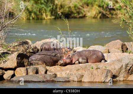 Malawi, Majete Wildlife Reserve. Eine Familie von Nilpferd entspannen in der Sonne auf einer Insel im Fluss Shire. Stockfoto