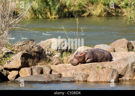 Malawi, Majete Wildlife Reserve. Ein junges Nilpferd entspannt in der Sonne auf einer Insel im Fluss Shire. Stockfoto