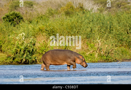 Malawi, Majete Wildlife Reserve. Ein Nilpferd kreuzt eine schmale Sandbank in der Shire-Fluss. Stockfoto