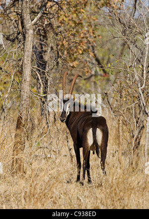 Malawi, Majete Wildlife Reserve.  Männliche Rappenantilope in den Wäldern von Brachystegia. Stockfoto