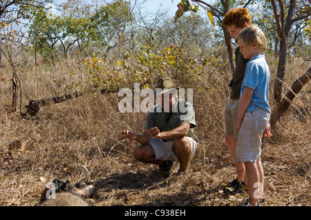 Malawi, Majete Wildlife Reserve.  Safari-Guide zeigt ein Warzenschwein Karkasse auf einem Familien-Safari. Stockfoto