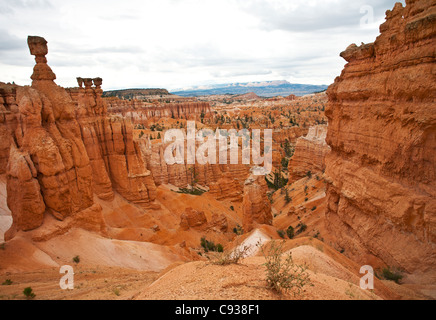 Bryce Canyon Hoodoos Stockfoto