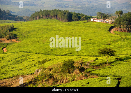 Malawi, Thyolo, Satemwa Teeplantage.  Teesträucher verdecken die Landschaft am Satemwa Teeplantage. Stockfoto