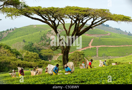 Malawi, Thyolo, Satemwa Teeplantage.  Arbeiter Tee zupfen. Stockfoto