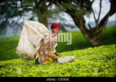 Malawi, Thyolo, Satemwa Teeplantage.  Eine weibliche Tee-Auswahl heraus zupfen Tee. Stockfoto