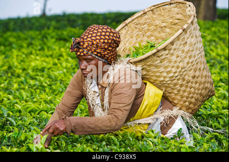 Malawi, Thyolo, Satemwa Teeplantage.  Eine weibliche Tee-Auswahl heraus zupfen Tee. Stockfoto