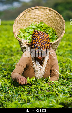 Malawi, Thyolo, Satemwa Teeplantage.  Eine weibliche Tee-Auswahl heraus zupfen Tee. Stockfoto