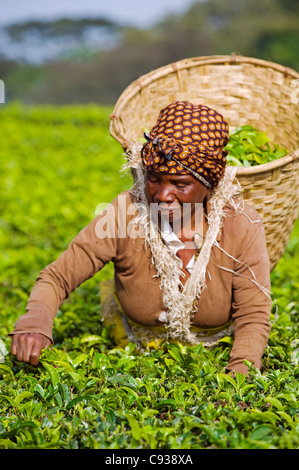 Malawi, Thyolo, Satemwa Teeplantage.  Eine weibliche Tee-Auswahl heraus zupfen Tee. Stockfoto