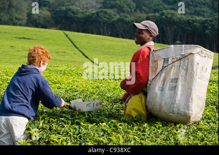 Malawi, Thyolo, Satemwa Teeplantage.  Ein junger Besucher schließt sich mit Arbeitnehmern Tee zupfen. Stockfoto