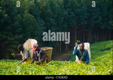 Malawi, Thyolo, Satemwa Teeplantage.  Arbeiter Tee zupfen. Stockfoto