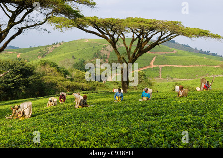 Malawi, Thyolo, Satemwa Teeplantage.  Arbeiter Tee zupfen. Stockfoto