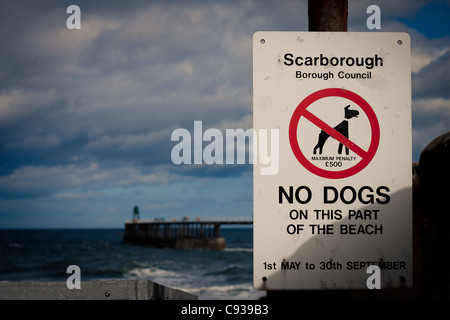 Ein Zeichen in Scarborough von ihrer Borough Council, die keine Hunde auf diesem Teil des Strandes zwischen Mai und September sagt Stockfoto