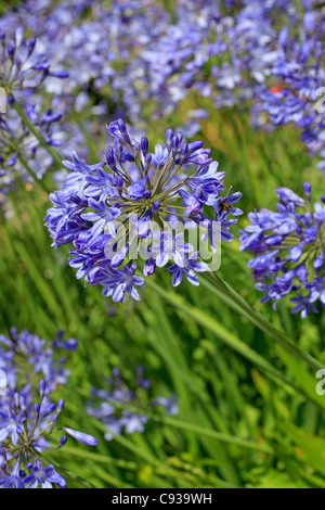 Agapanthus 'Bressingham Blue' Stockfoto