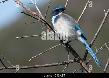 Western Peeling Jay Aphelocoma Californica Piedras Blancas Kalifornien USA Stockfoto