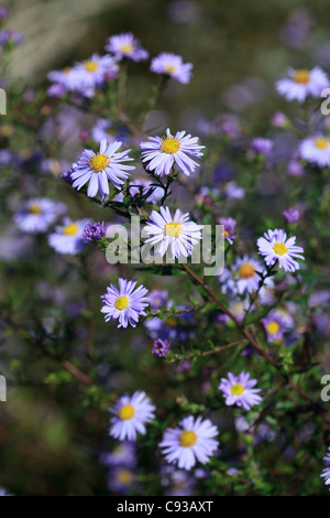 Aster Ringdove blass lila lila Daisy wie Blumen Stockfoto