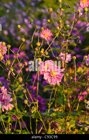 Japanische Anemone (Anemone hupehensis var. japonica 'Bressingham Glow') Stockfoto