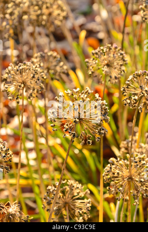 Wild Lauch (Allium ampeloprasum) Stockfoto