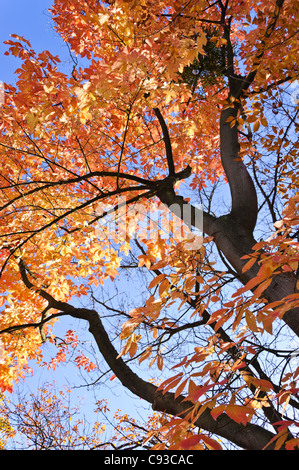 Nikko Ahorn (Acer Acer nikoense maximowiczianum Syn.) Stockfoto