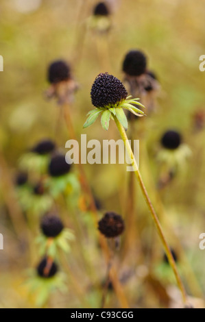 Orange Echinacea (Rudbeckia Fulgida var Deamii) Stockfoto