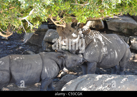 zwei größere einen gehörnten Nashorn in einem Hain von Bäumen und Felsen Stockfoto