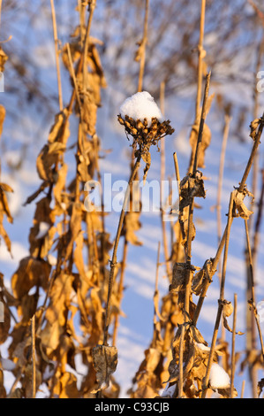 Malteserkreuz (Lupinus chalcedonica Syn. silene chalcedonica) Stockfoto