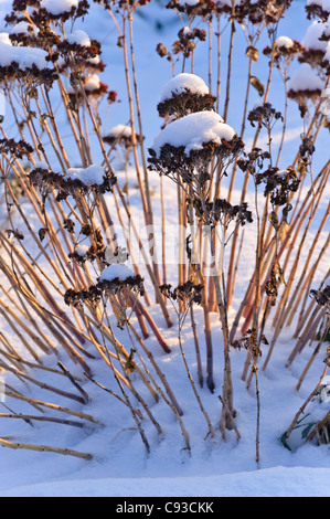 Orpine (Sedum telephium Syn. hylotelephium telephium) Stockfoto