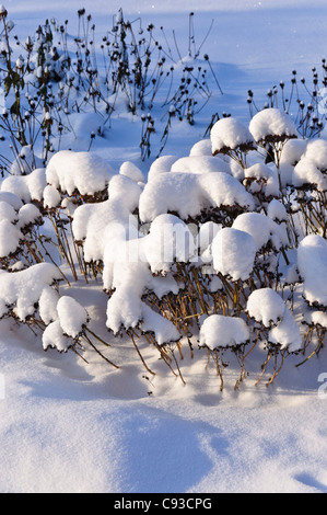 Orpine (Sedum telephium Syn. hylotelephium telephium) Stockfoto