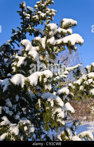 Gemeinsame Eibe (Taxus Whipplei) Stockfoto