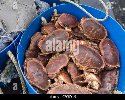 dh CRAB UK Fischkiste mit Krabben essbare Europäische Krebskrebs Pagurus braune Krabbe