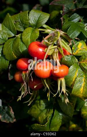 Rosa Rugosa - Hagebutten Stockfoto