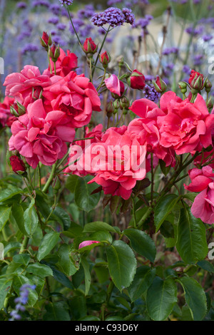 Dunkelrosa Rosen & Verbena Bonariensis im Hintergrund Stockfoto