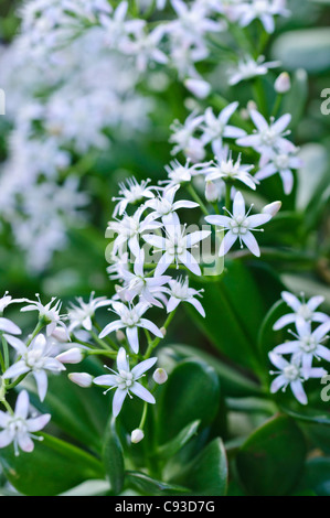 Jade Anlage (crassula ovata) Stockfoto